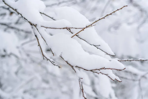 Ein Ast Eines Baumes Schnee Aus Nächster Nähe Verschneites Winterkonzept — Stockfoto