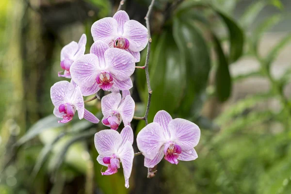 Βιολετί Orchid Λουλούδια Στον Κήπο Κοντινό Πλάνο — Φωτογραφία Αρχείου