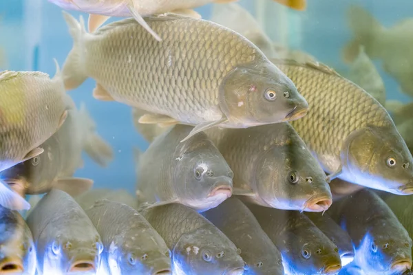 Большая Рыба Карп Аквариуме — стоковое фото