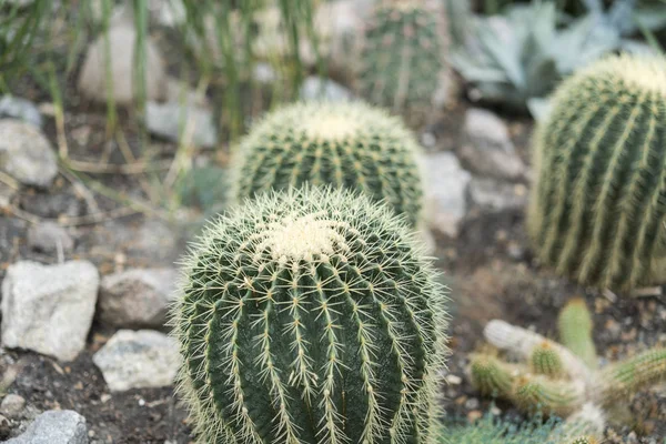 Hatalmas Kerek Kaktusz Nagy Tűvel — Stock Fotó
