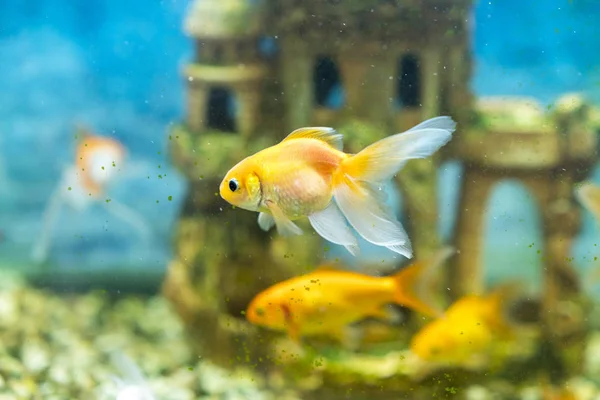 Goldfish in the aquarium on the background of a stone castle