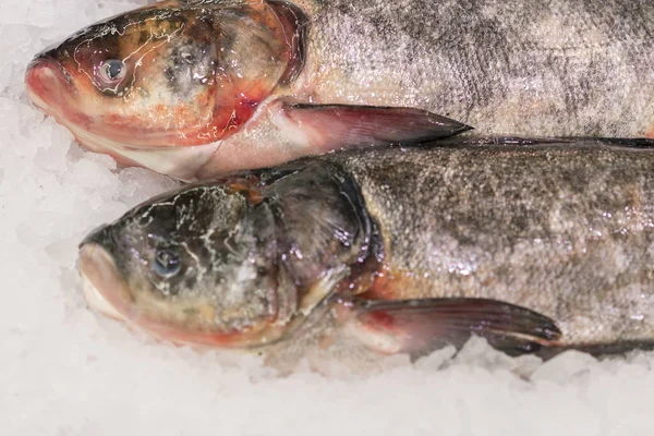 Pescado Fresco Sobre Hielo Supermercado Alimento Saludable Saludable — Foto de Stock