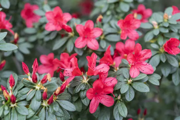 Delicadas Flores Camelia Cerca Felicitaciones Las Mujeres Marzo —  Fotos de Stock