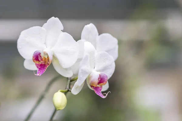 Ορχιδέα Phalaenopsis Λευκό Από Ουκρανία Ορχιδέες Μεγαλώνουν Καλά Ένα Μεγάλο — Φωτογραφία Αρχείου