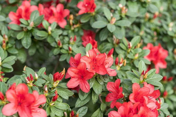 Gros Buisson Azalée Rouge Dans Jardin Saison Floraison Azalées — Photo