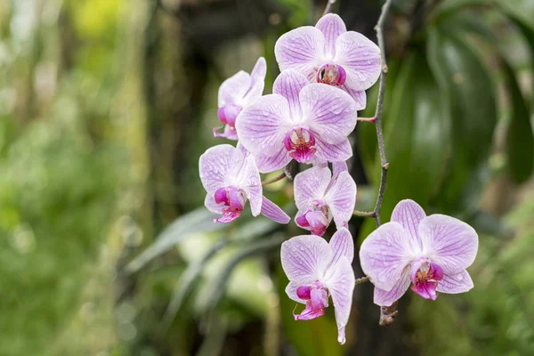 Βιολετί Orchid Λουλούδια Στον Κήπο Κοντινό Πλάνο — Φωτογραφία Αρχείου