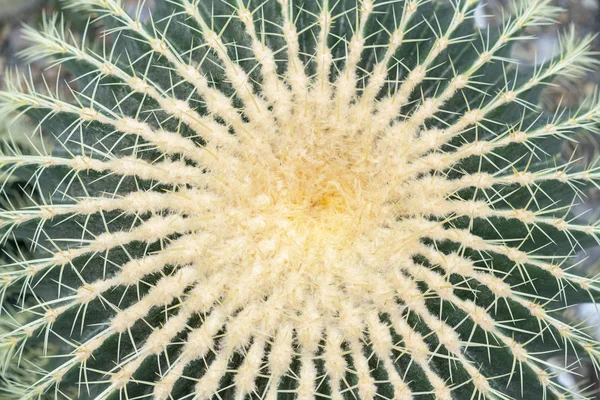 Grüner Kaktus Mit Großen Nadeln Nahaufnahme Blick Von Oben — Stockfoto
