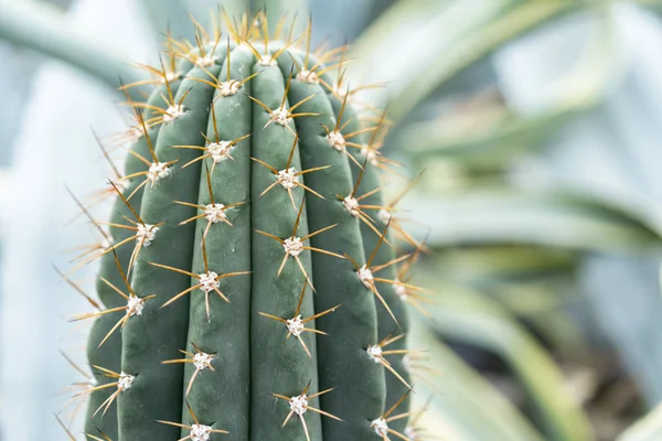 Cactus Verde Con Grandi Aghi Primo Piano — Foto Stock