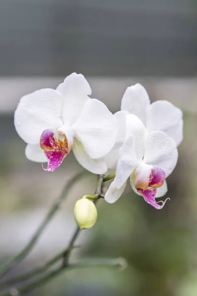 Ορχιδέα Phalaenopsis Λευκό Από Ουκρανία Ορχιδέες Μεγαλώνουν Καλά Ένα Μεγάλο — Φωτογραφία Αρχείου