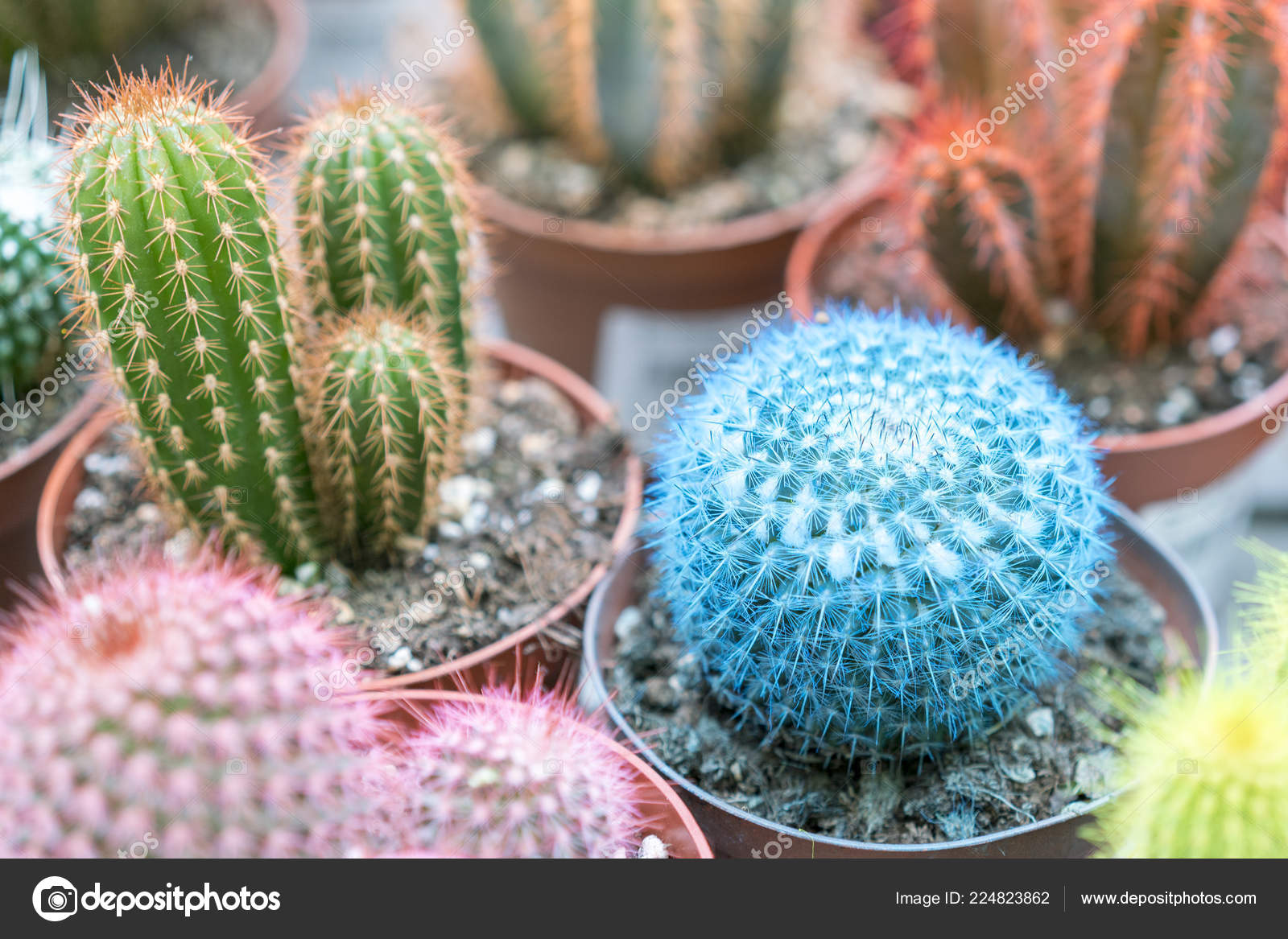 Small Multi Colored Cacti Pots Pink Cactus Blue Cactus Stock Photo by  ©colt_kiev.mail.ru 224823862