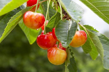 Kiraz ağacı bahçede Olgun Kiraz ile. Yağmur sonrası. Sağlıklı gıda.