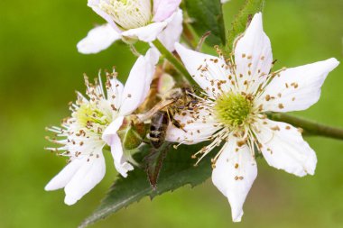 Arı çiçek yakın çekim pollinates. Arı nitrat nektar ve polen. Arı çiçekleri pollinates.