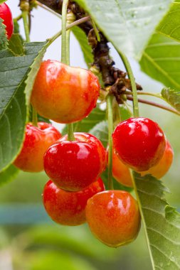 Yağmur damlaları ile Olgun Kiraz dal. Sonra yağmur, yaz saati Bahçe arka plan kırmızı dut meyve ağacı. Seçici odak