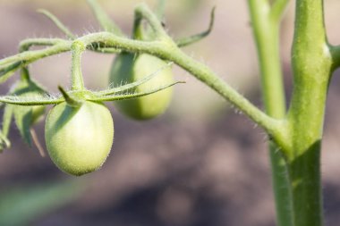 Bir bahçe bir close-up üzerinde büyük yeşil domates. sağlıklı gıda.