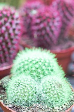 Çok renkli kaktüsler Çiçeklik. Çok renkli kaktüsler topluluğu. yakın çekim.