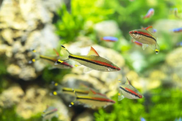 Veelkleurige Vissen Het Aquarium — Stockfoto