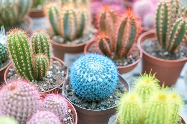 Small Multi Colored Cacti Pots — Stock Photo, Image
