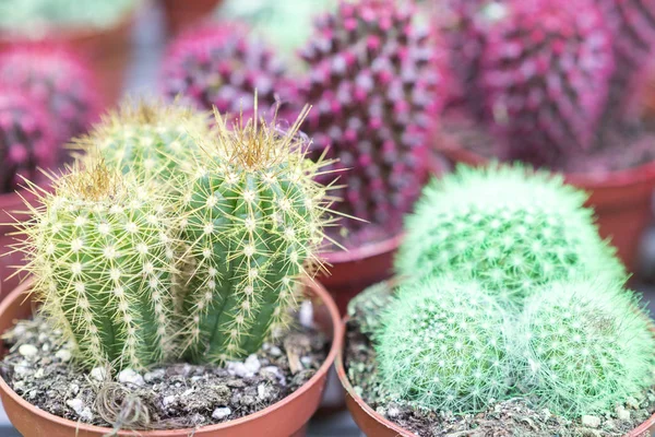 Vícebarevné Kaktusy Květináče Kolekce Kaktusů Multi Barevné — Stock fotografie