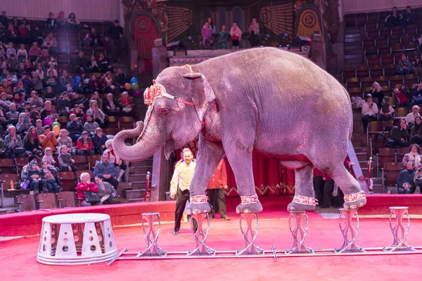 Elefante Circense Sullo Sfondo Del Pubblico — Foto Stock