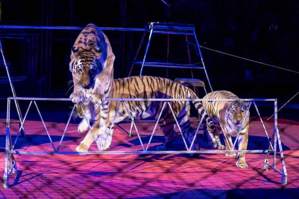 tigers in the circus arena. Trained animals.
