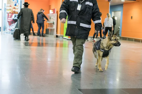 Strażnik Psem Szukaj Leków Ochrona Przed Terroryzmem Szukaj Leku Miejscu — Zdjęcie stockowe