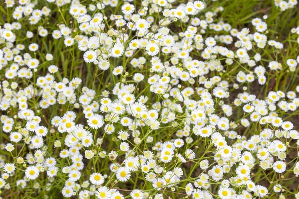 Tavaszi Virágok Mező Chamomiles — Stock Fotó
