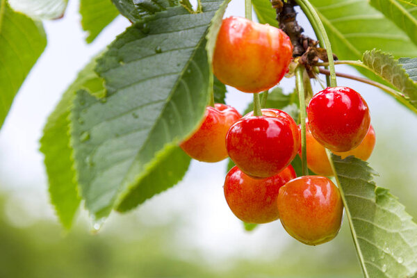 Ripe cherries branch with raindrops. Red berry fruit tree after rain, summer time garden background. Selective focus. Beautiful bokeh photo.