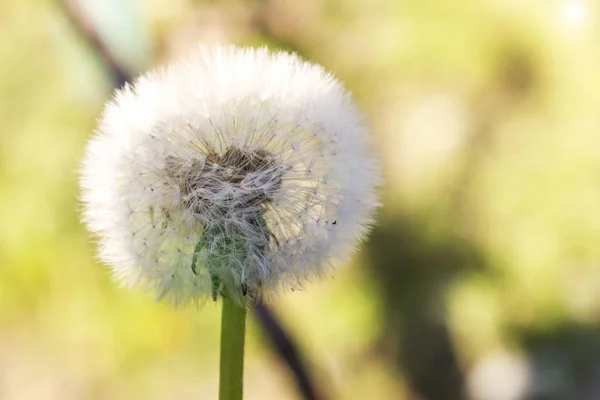 Witte Paardebloem Onder Lente Zon — Stockfoto