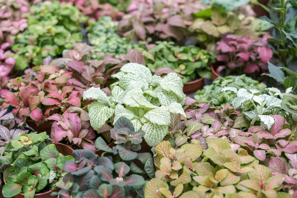Ground cover plants. Plants with colorful leaves.