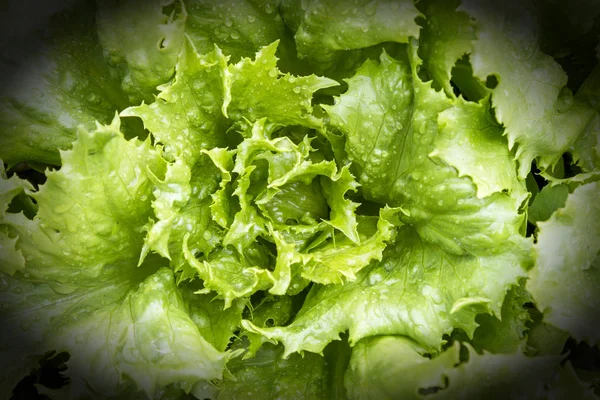 ベッドのクローズ アップに若い 緑のサラダ 健康食品 ビネット — ストック写真