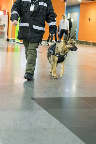 Strażnik Psem Szukaj Leków Ochrona Przed Terroryzmem — Zdjęcie stockowe