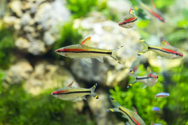 色とりどりのアクアリウムの魚 緑豊かな植生をクリーンで透明な水槽 — ストック写真