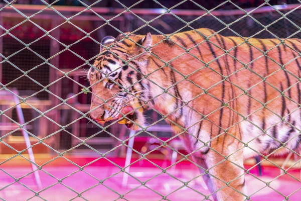 Tiger in the circus, behind the grid