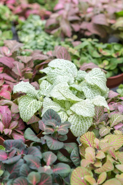 グランド カバー植物 カラフルな葉を持つ植物 — ストック写真