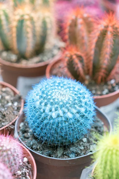 Collection Multi Colored Cactuses — Stock Photo, Image
