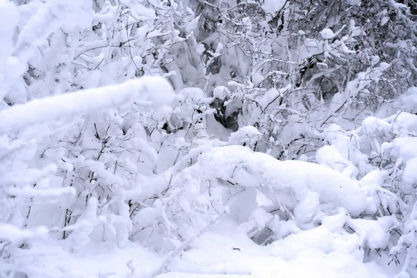 Schneebedeckte Äste im Winterwald — Stockfoto