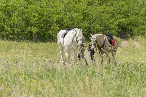 Casal Amoroso Andando Com Cavalos Dia Ensolarado Dois Cavalos Estão — Fotografia de Stock