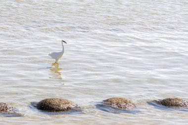 Beyaz ak balıkçıl denizde su içeri girer. Deniz kıyısında yürüyen küçük ak balıkçıl.