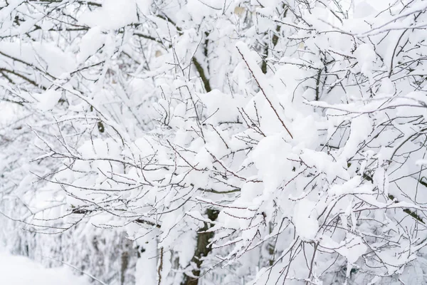 Ein Ast Eines Baumes Schnee Aus Nächster Nähe Schneereiches Winterkonzept — Stockfoto