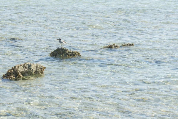 Seagull Standing Stone Sea — Stock Photo, Image