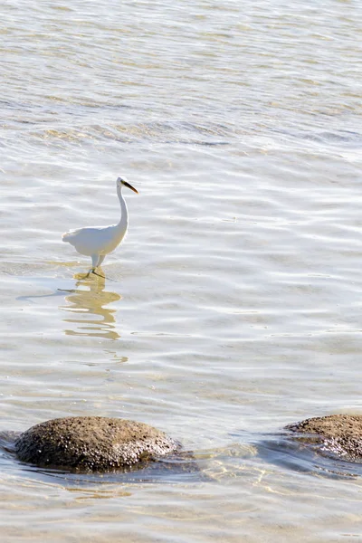 Λευκό Ερωδιός Βόλτες Στο Νερό Στη Θάλασσα Λευκοτσικνιά Περπατώντας Στην — Φωτογραφία Αρχείου