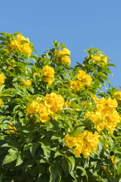 Tree with yellow flowers against the blue sky. tree of gold branches with yellow flower against blue sky background. vertical photo.