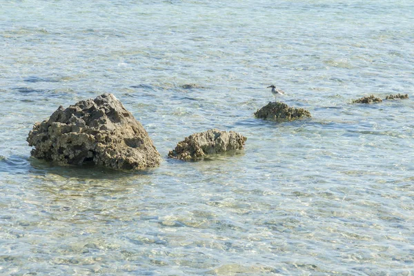 Gaivota Sobre Uma Pedra Mar — Fotografia de Stock