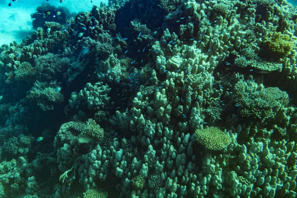 Recife Coral Mar Vermelho Com Corais Duros Peixes Céu Ensolarado — Fotografia de Stock