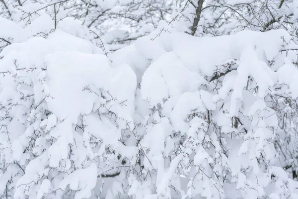 Äste Eines Schneebedeckten Baumes Nahaufnahme Hintergrund — Stockfoto