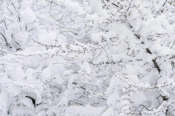 Äste Eines Schneebedeckten Baumes Nahaufnahme Hintergrund — Stockfoto