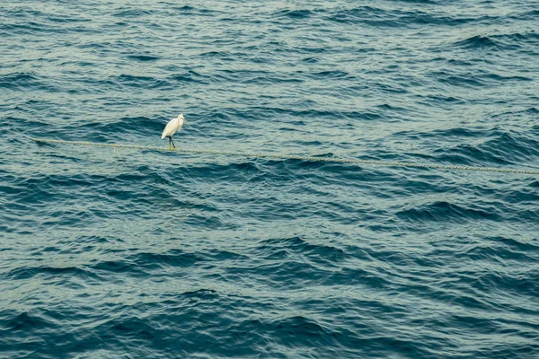 Egret Stands Anchorage Middle Sea — Stock Photo, Image