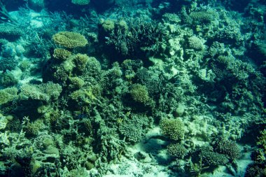 Gelişen, sağlıklı mercan resifi sert mercanlar, bol balık yaşam ile yumuşak mercan kaplı. tonda.