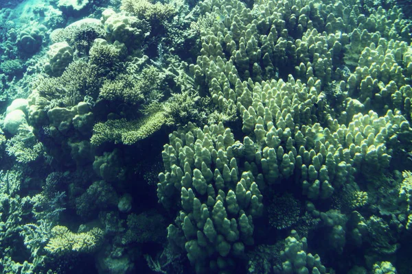 Vida Marinha Mar Vermelho Recife Coral Mar Vermelho Com Corais — Fotografia de Stock