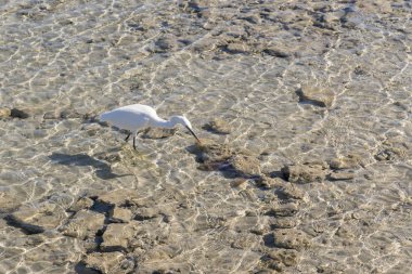 Ak balıkçıl temiz su içinde. Sahilde Seabird bulma gıda.